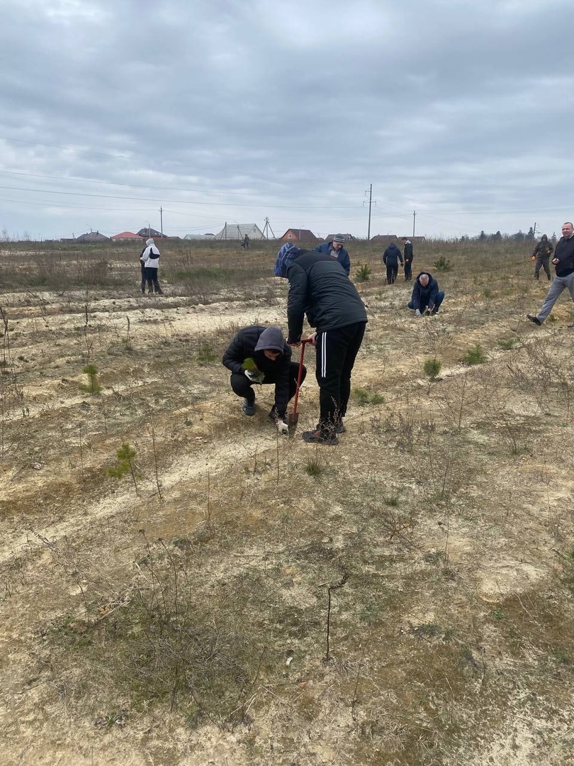Очередная посадка деревьев фото 7