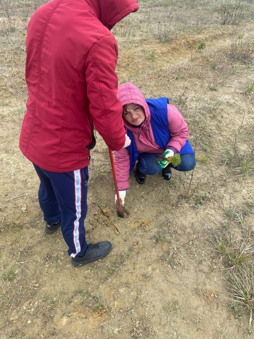 Очередная посадка деревьев фото 8