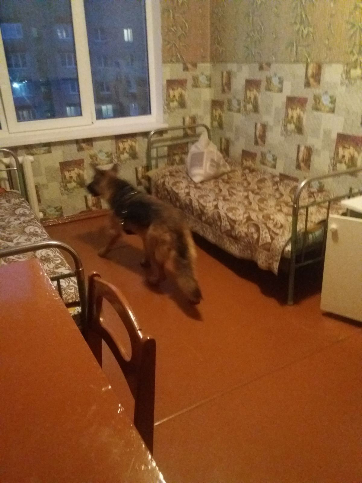 Рэйд на выяўленне і захоўванне забароненых рэчываў фота 3